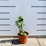 Malina - Malinový medveď (Rubus idaeus x 'Hararasp') ´RASPBEARY´® - výška 20-30 cm, kont. C2L (-24°C) - KRÍKOVÁ